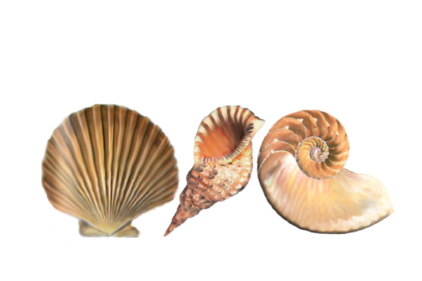 Seashells, Fish, and Beach Seashell Pattern 02 Artwork