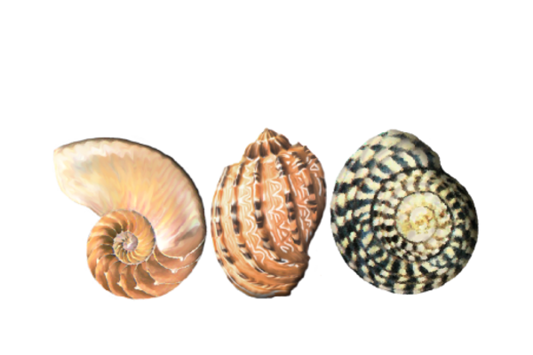 Seashells, Fish, and Beach Seashell Pattern 01 Artwork