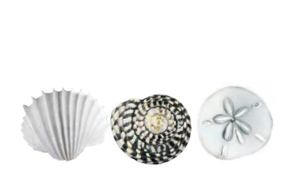 Seashells, Fish, and Beach Seashell Pattern 03 Artwork