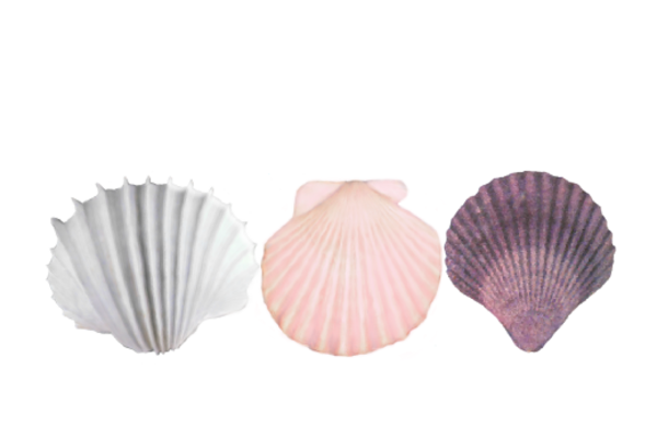 Seashells, Fish, and Beach Seashell Pattern 04 Artwork