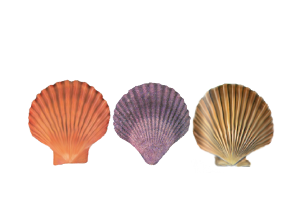 Seashells, Fish, and Beach Seashell Pattern 05 Artwork