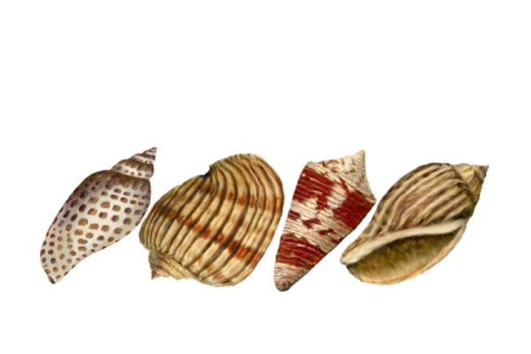 Seashells, Fish, and Beach Seashell Pattern 06 Artwork