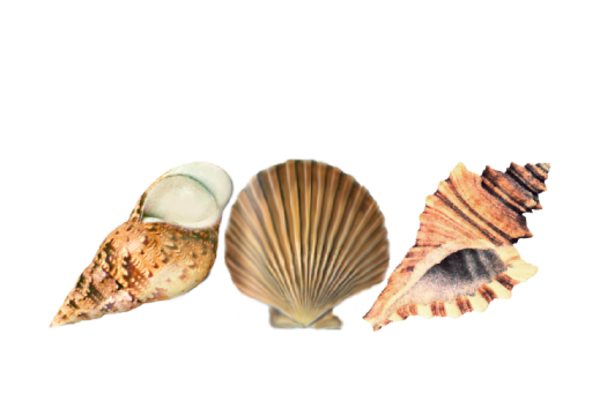 Seashells, Fish, and Beach Seashell Pattern 07 Artwork