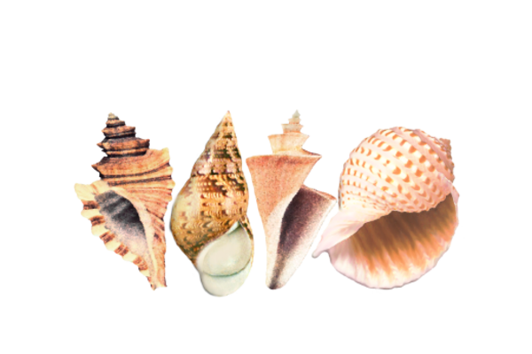Seashells, Fish, and Beach Seashell Pattern 08 Artwork