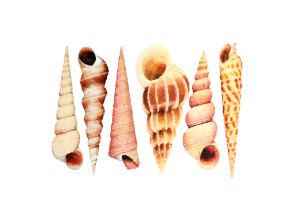 Seashells, Fish, and Beach Seashell Pattern 09 Artwork