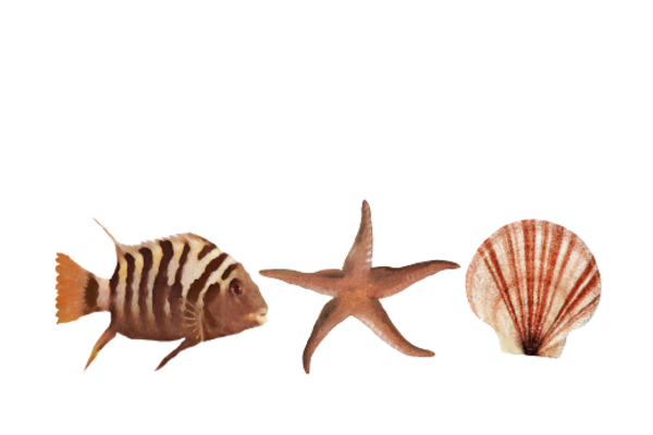 Seashells, Fish, and Beach Seashell Pattern 10 Artwork