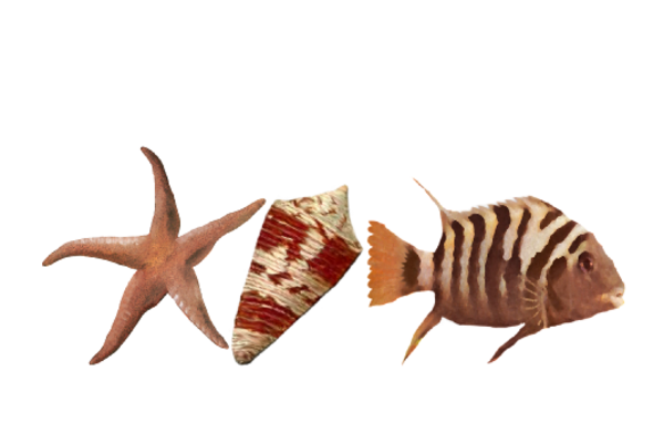 Seashells, Fish, and Beach Seashell Pattern 11 Artwork