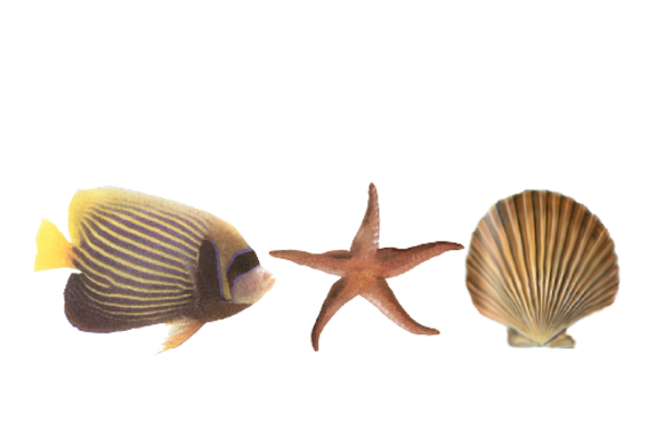 Seashells, Fish, and Beach Seashell Pattern 12 Artwork