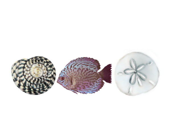 Seashells, Fish, and Beach Seashell Pattern 13 Artwork