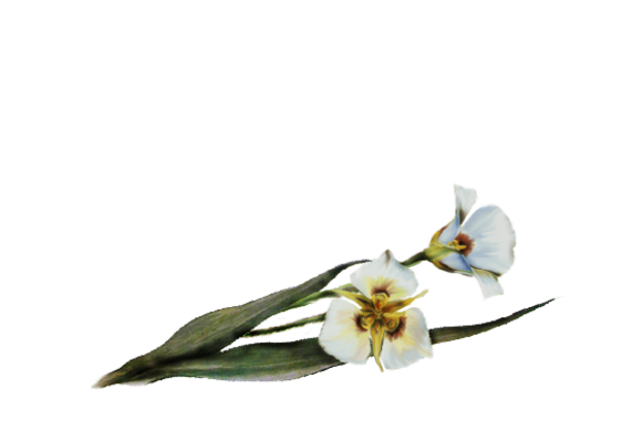 Spring Flowers, Autumn Leaves, Grapes Sego Lily Artwork