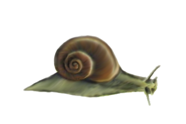 Seashells, Fish, and Beach Snail Artwork