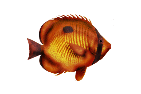 Seashells, Fish, and Beach Sonic Artwork