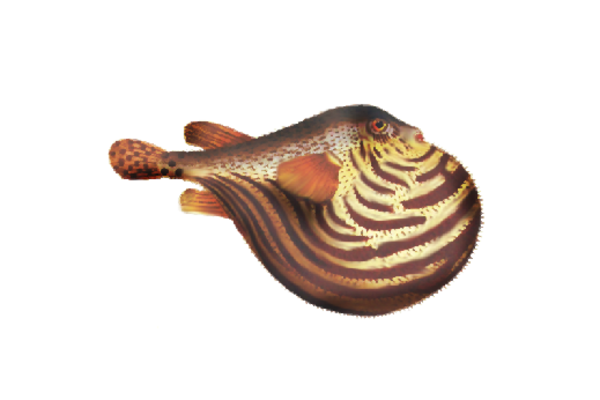 Seashells, Fish, and Beach Squirt Artwork