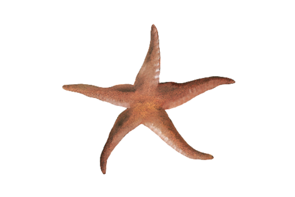Seashells, Fish, and Beach Star Fish 01 Artwork