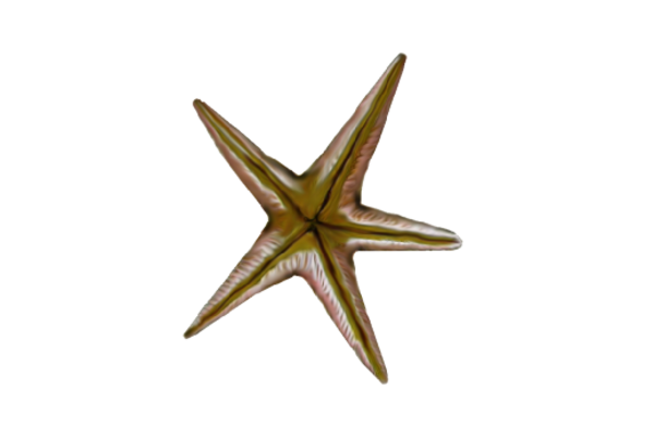 Seashells, Fish, and Beach Star Fish 02 Artwork