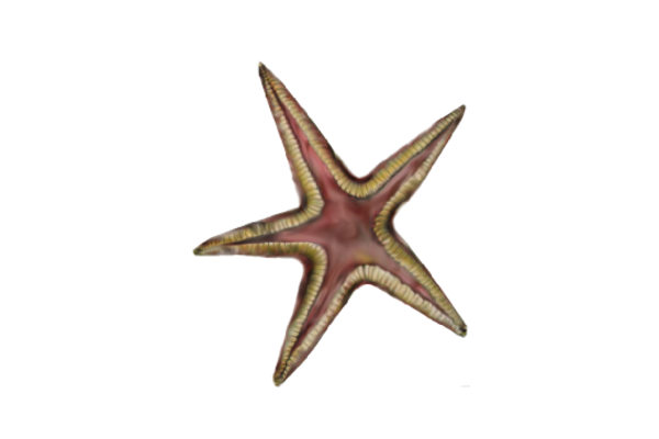 Seashells, Fish, and Beach Star Fish 03 Artwork