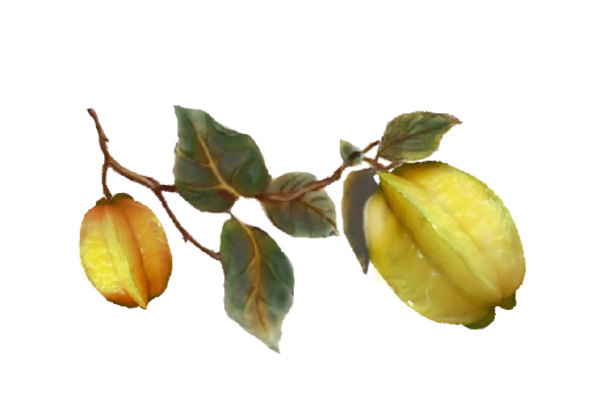 Spring Flowers, Autumn Leaves, Grapes Star Fruit Artwork