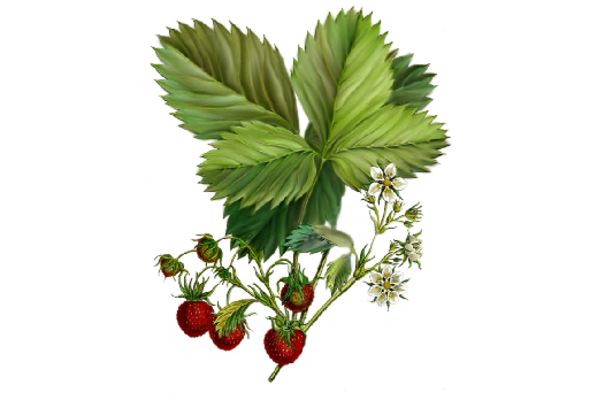 Spring Flowers, Autumn Leaves, Grapes Strawberries Artwork