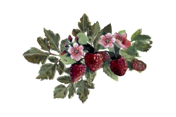 Spring Flowers, Autumn Leaves, Grapes Strawberry Patch Artwork