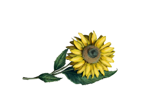 Spring Flowers, Autumn Leaves, Grapes Sunflower Artwork