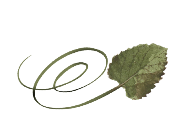 Spring Flowers, Autumn Leaves, Grapes Swirly Cottonwood Leaf Artwork