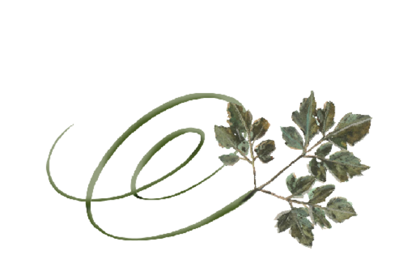 Spring Flowers, Autumn Leaves, Grapes Swirly Honey Locust Leaf Artwork