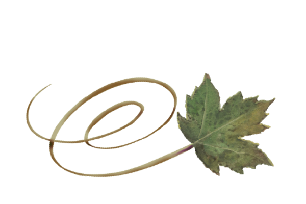 Spring Flowers, Autumn Leaves, Grapes Swirly Sycamore Leaf Artwork