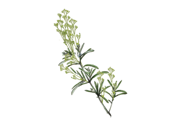 Spring Flowers, Autumn Leaves, Grapes Tarragon Artwork