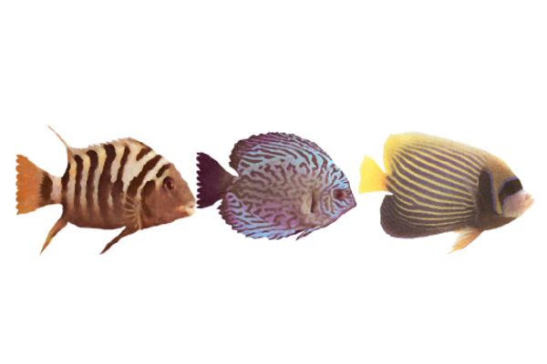 Seashells, Fish, and Beach Tropical Fish Pattern 01 Artwork