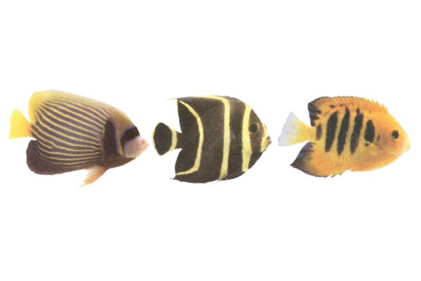 Seashells, Fish, and Beach Tropical Fish Pattern 02 Artwork