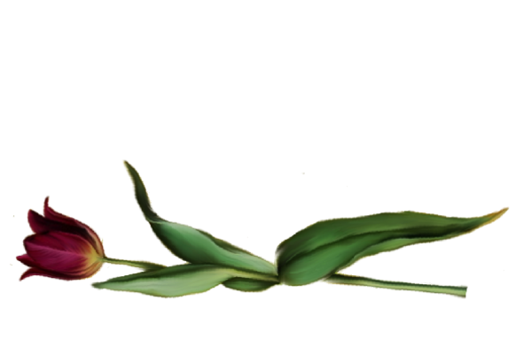 Spring Flowers, Autumn Leaves, Grapes Tulip (burgundy) Artwork