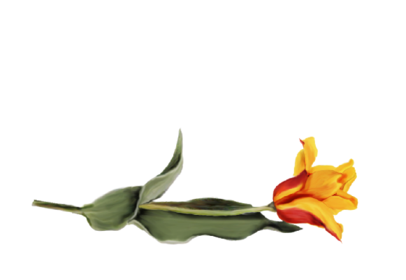 Spring Flowers, Autumn Leaves, Grapes Tulip (orange) Artwork