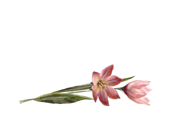 Spring Flowers, Autumn Leaves, Grapes Tulip (pink) Artwork