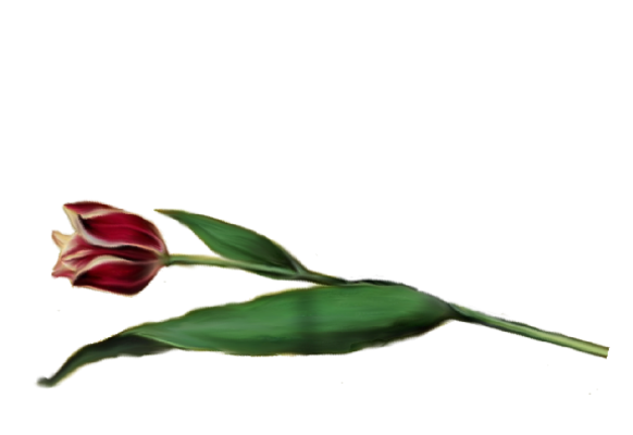 Spring Flowers, Autumn Leaves, Grapes Tulip (red with white tips) Artwork