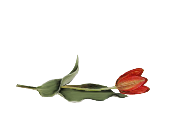 Spring Flowers, Autumn Leaves, Grapes Tulip (red) Artwork