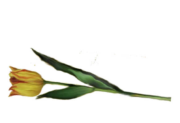 Spring Flowers, Autumn Leaves, Grapes Tulip (yellow) Artwork