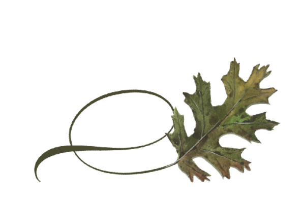 Spring Flowers, Autumn Leaves, Grapes Twisty Black Oak Leaf Artwork