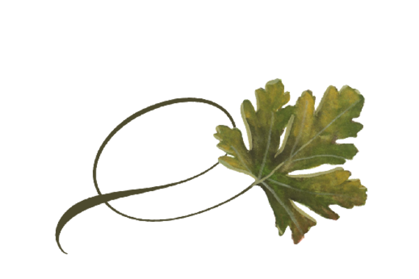 Spring Flowers, Autumn Leaves, Grapes Twisty Chestnut Leaf Artwork