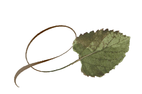 Spring Flowers, Autumn Leaves, Grapes Twisty Cottonwood Leaf Artwork