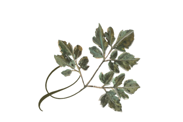 Spring Flowers, Autumn Leaves, Grapes Twisty Honey Locust Leaf Artwork