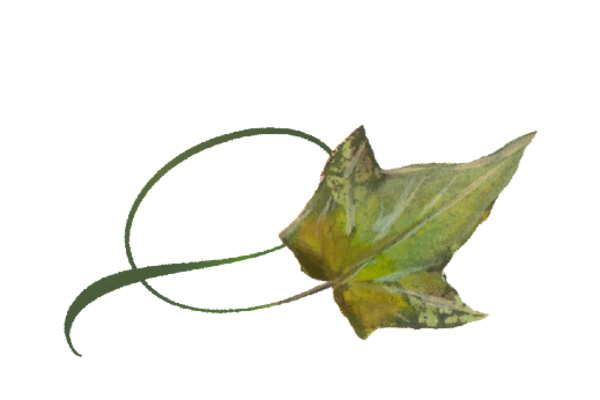 Spring Flowers, Autumn Leaves, Grapes Twisty Ivy Leaf Artwork