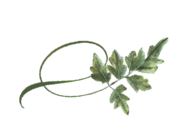 Spring Flowers, Autumn Leaves, Grapes Twisty Mountain Ash Leaf Artwork