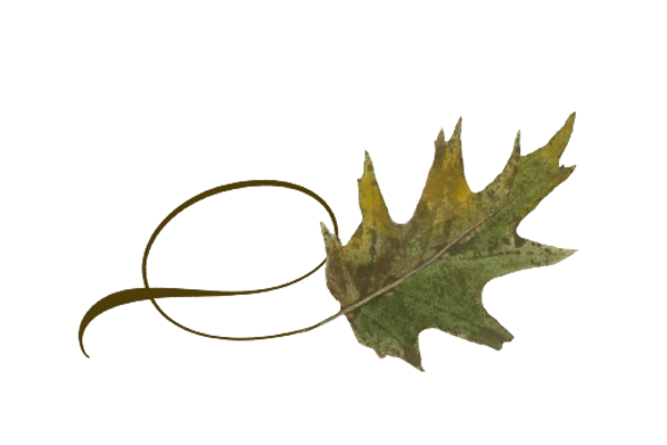 Spring Flowers, Autumn Leaves, Grapes Twisty Oak Leaf Artwork