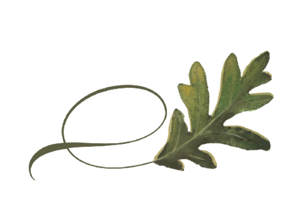 Spring Flowers, Autumn Leaves, Grapes Twisty Swamp Oak Leaf Artwork