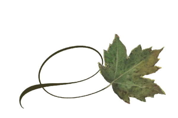 Spring Flowers, Autumn Leaves, Grapes Twisty Sycamore Leaf Artwork