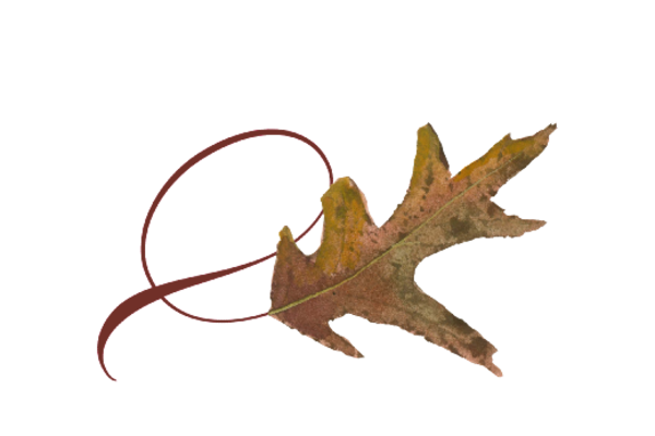 Spring Flowers, Autumn Leaves, Grapes Twisty White Oak Leaf Artwork