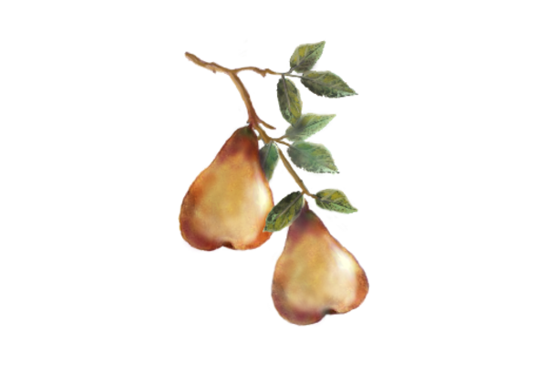 Spring Flowers, Autumn Leaves, Grapes Two Pears on a Branch Artwork