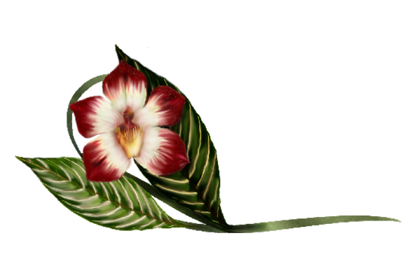 Spring Flowers, Autumn Leaves, Grapes Vanda Orchid Illustration Artwork