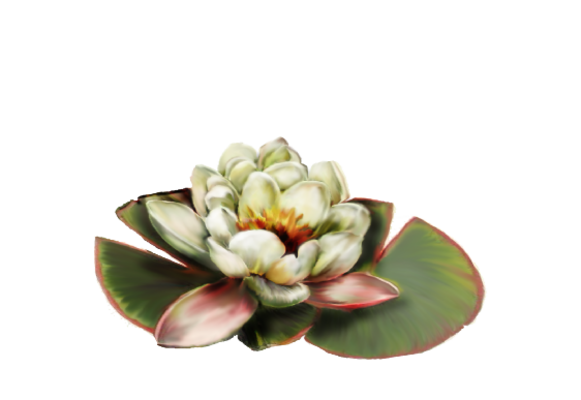 Spring Flowers, Autumn Leaves, Grapes Water Lily Artwork