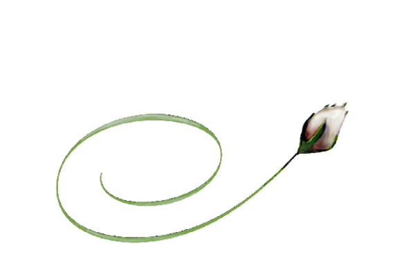 Spring Flowers, Autumn Leaves, Grapes White Rose Bud Artwork